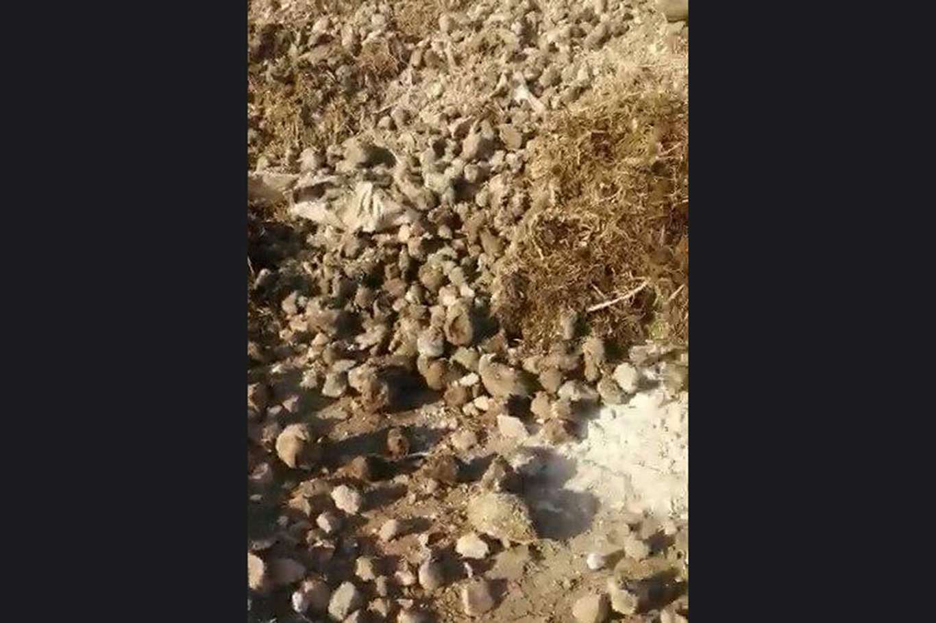 Elâzığ'da çürümeye terkedilen binlerce ton şekerpancarı imha edildi